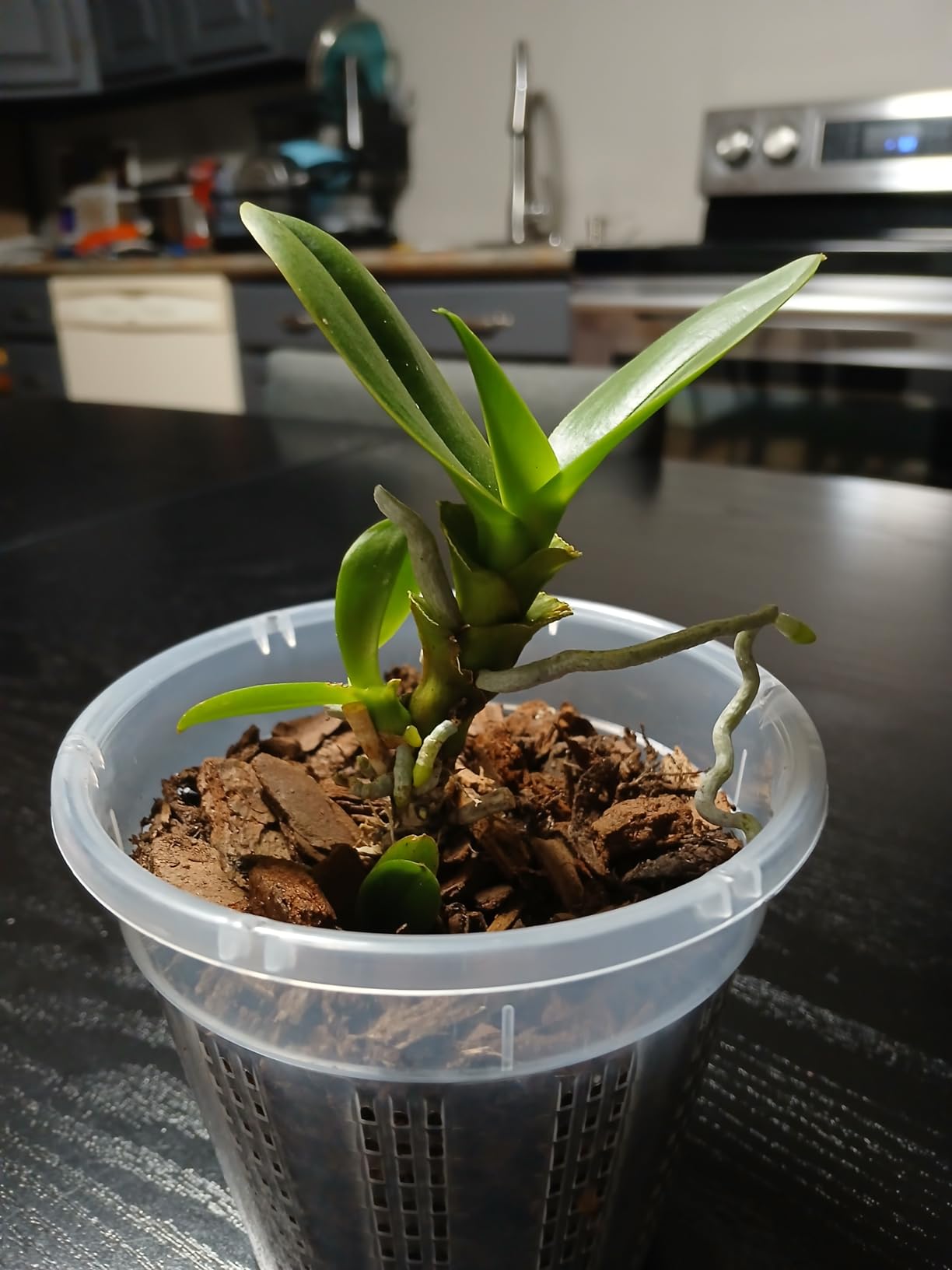 Orchid Pot, 2 Each of 4.3