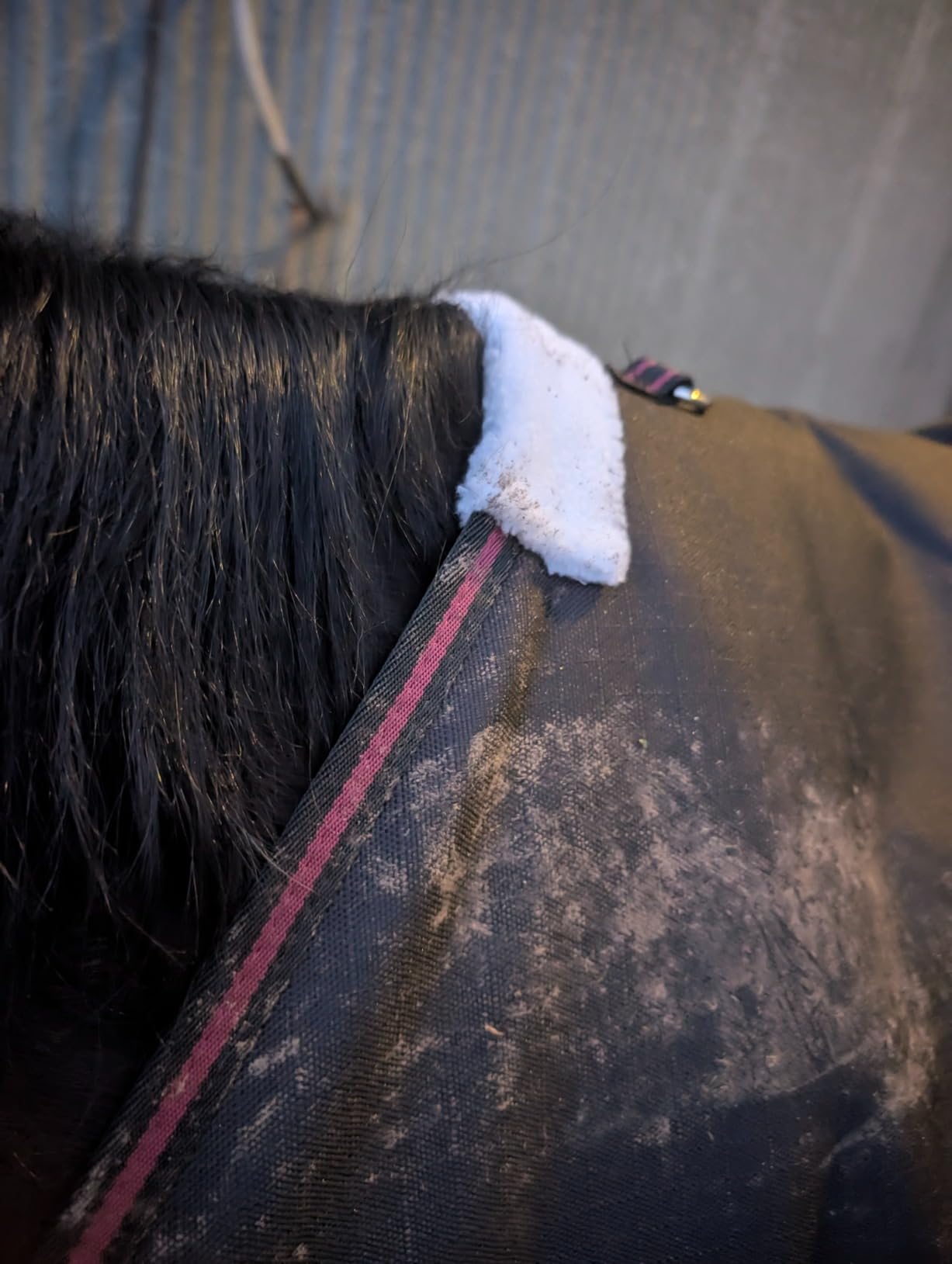 LEAFOREST 1200D Horse Turnout Blanket Waterproof 200g Fill Winter Cold Wet customer photo 1