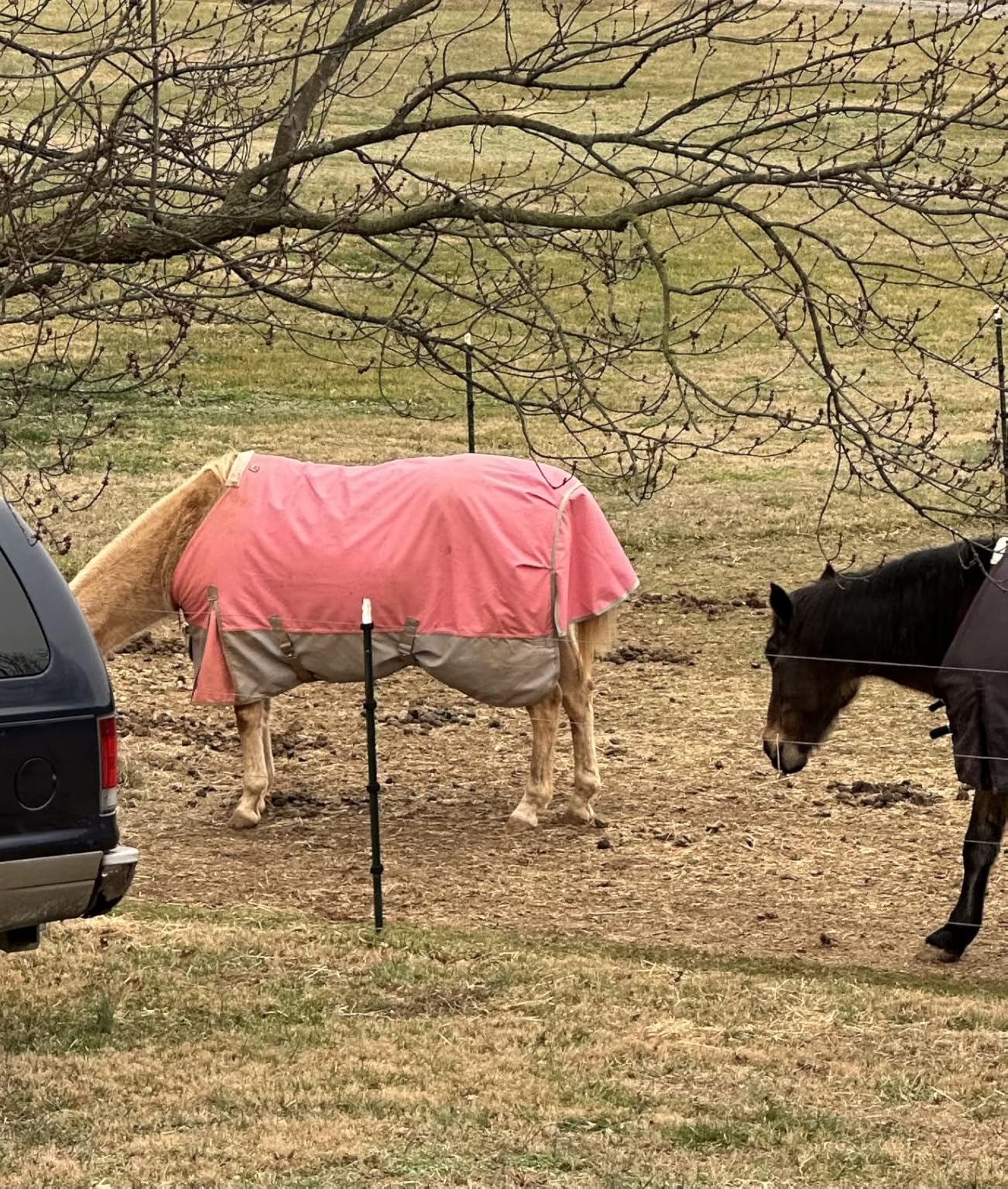 LEAFOREST 1200D Horse Turnout Blanket Waterproof 200g Fill Winter Cold Wet customer photo 2