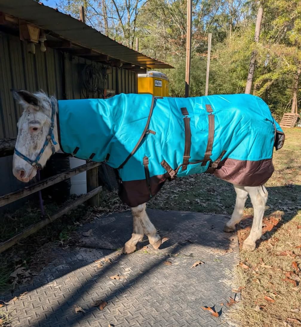 HILASON 1200D Winter Waterproof Turnout Horse Blanket Belly Wrap Neck Cover customer photo 1