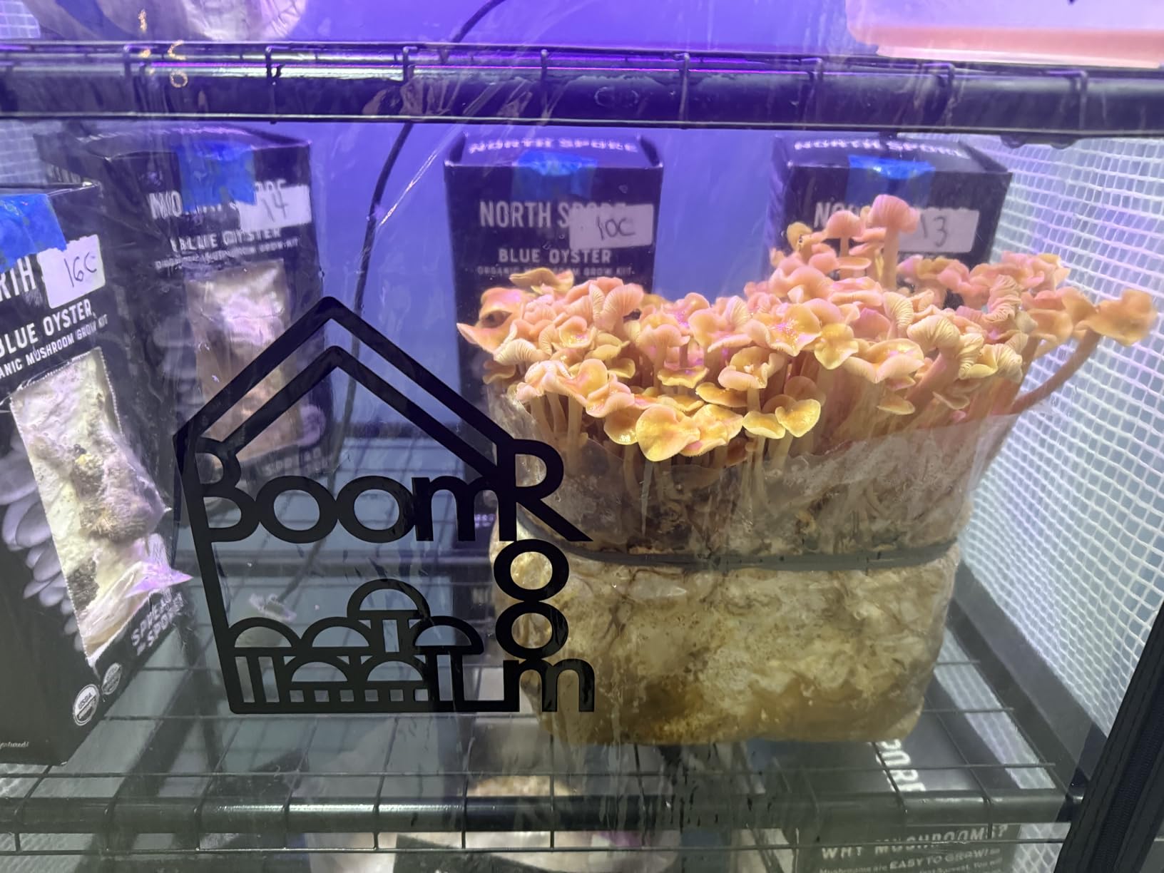 North Spore BoomRoom II Automated Mushroom Grow Tent Kit, 5-Rack Chamber | Complete Martha Tent System with Humidity & FAE Control, High-Yield Monotub Alternative for Indoor Mycology customer photo 1