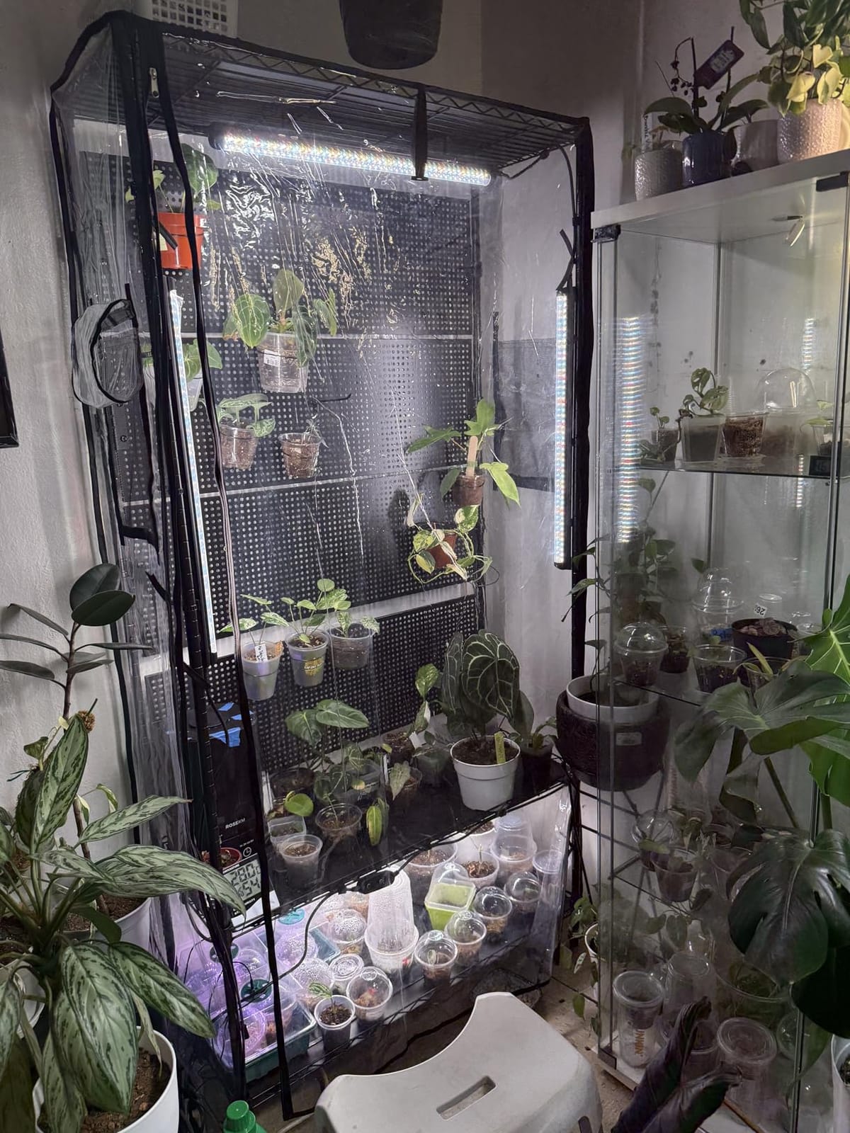 Bstrip Indoor Greenhouse with Grow Light, Pegboard and Tray, 35.4x13.8x71in | Indoor Greenhouse Cabinet, 4-Pack Full Spectrum Plant Lights, 96W Total, Base Tray, Ideal for Foliage Plants, Indoor Growing customer photo 2