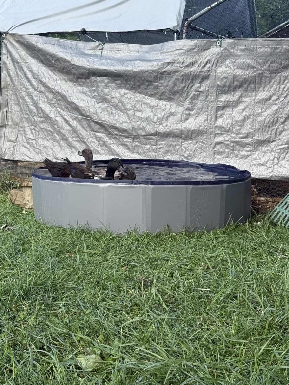 Dog Kiddie Pool for Small Medium Large Dogs, Multiple Pets, 63