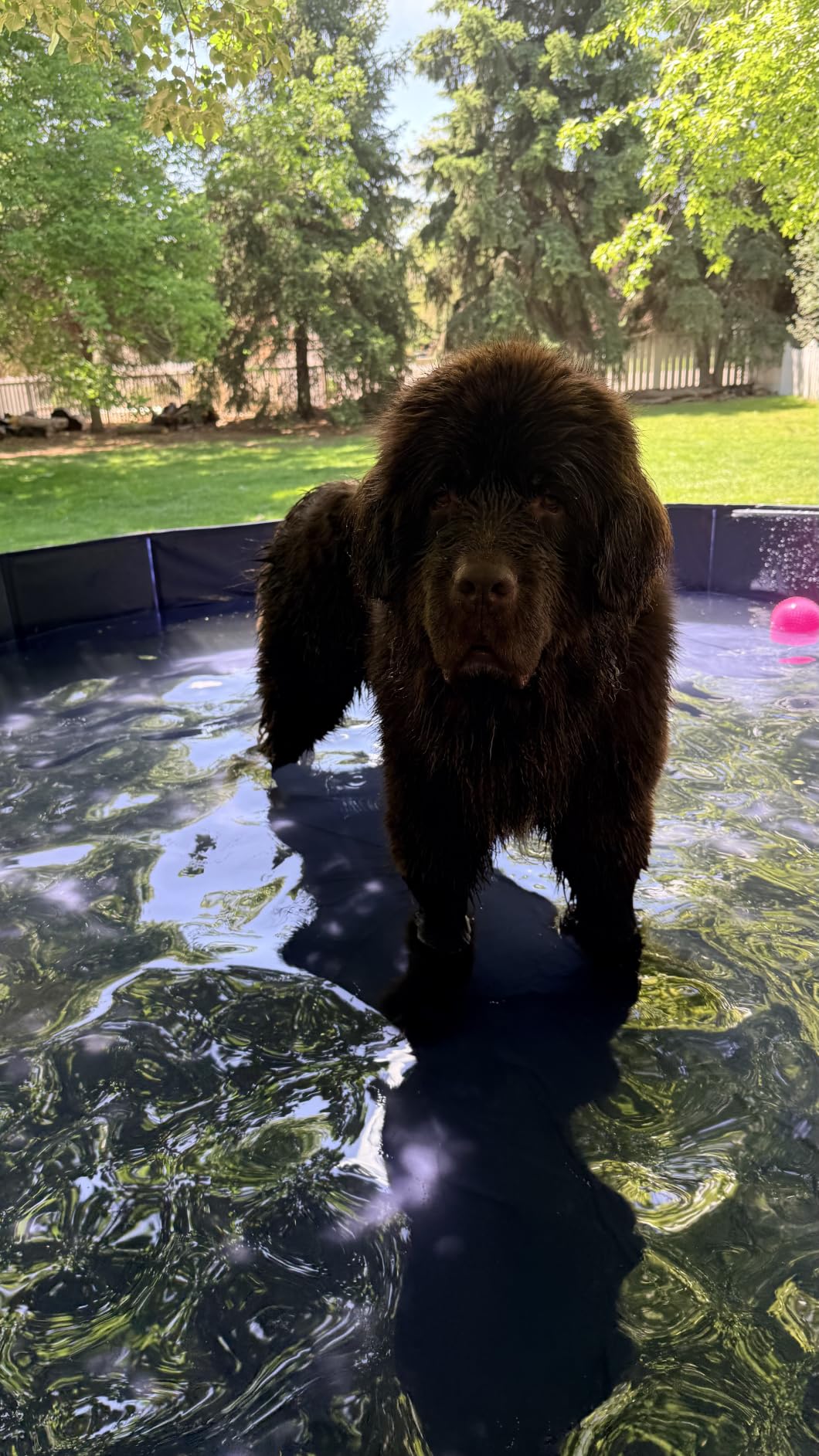 Extra Large Foldable Dog Pool for Giant Dogs, 120