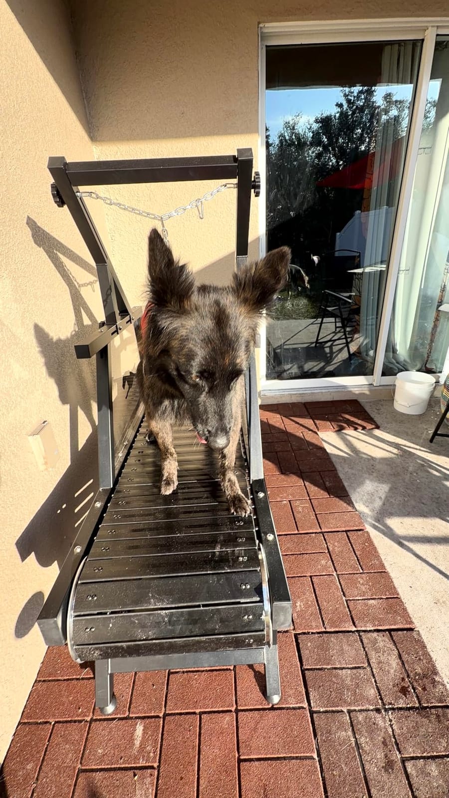 Dog Treadmill, HotFeed Dog Slat Mill for Medium Dogs, Doggy Treadmill with Brake & Plastic Track, Dog Pacer Treadmill to Keep Active and Fit, Up to 300LBS customer photo 1
